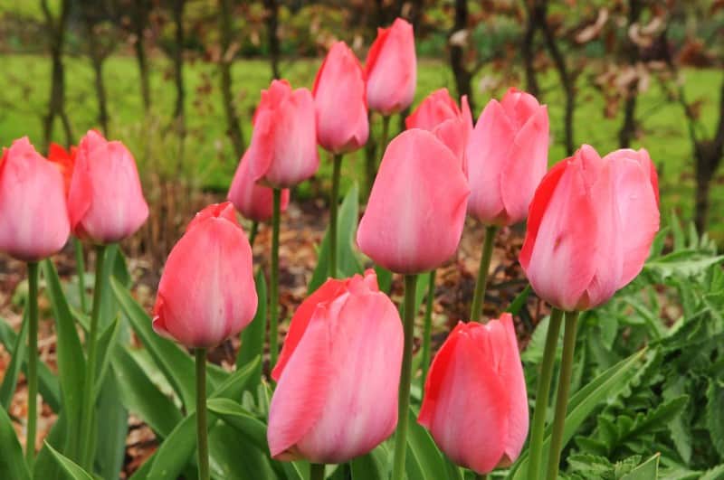 darwinhybridtulpan-pink-sound-8st-2