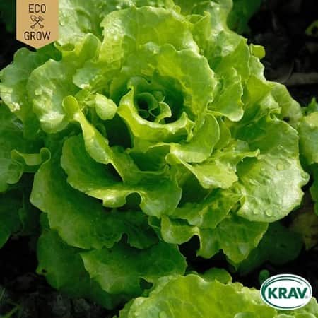 plocksallat-black-seeded-simpson-krav-mrkt-1