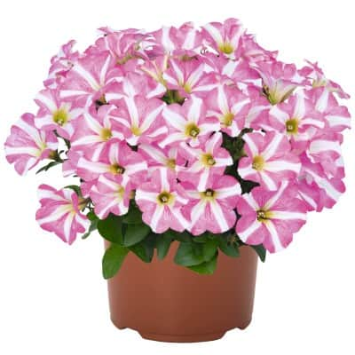 petunia-peppy-pink-105cm-kruka-3