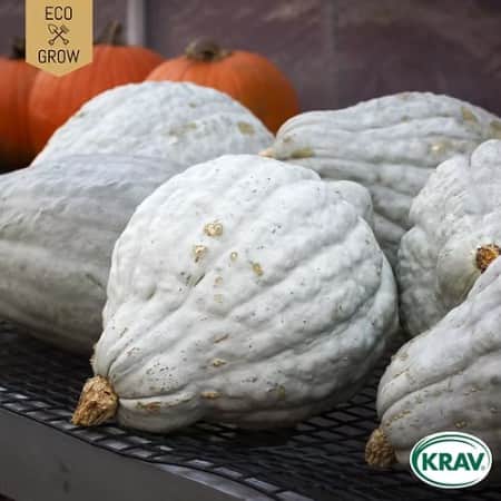 vintersquash-blue-ballet-krav-mrkt-1