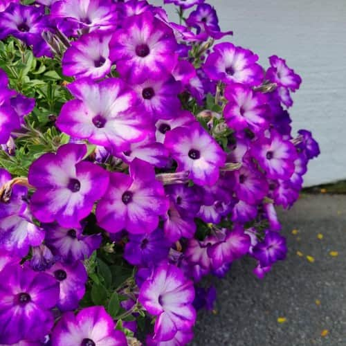 petunia-vista-blue-moon-105cm-kruka-1