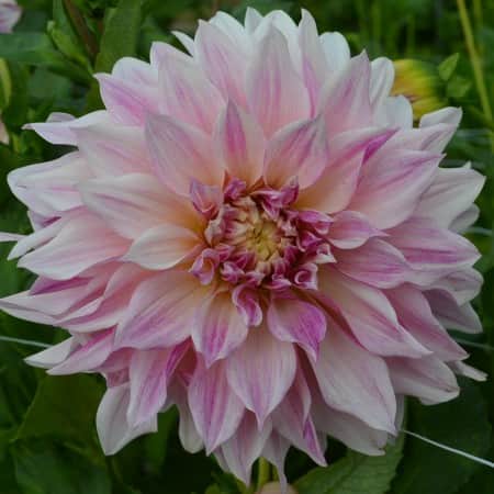 dekorativ-dahlia-caf-au-lait-1st-1