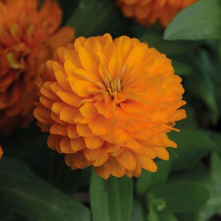 zinnia-double-zahara-bright-orange-105cm-kruk-1