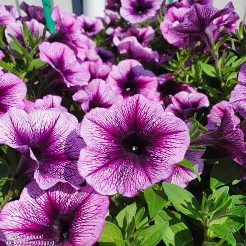 hngpetunia-bordeaux---3-plantor-1