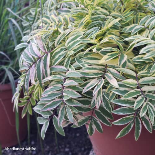 jakobs-stege-golden-feathers-105cm-kruka-1