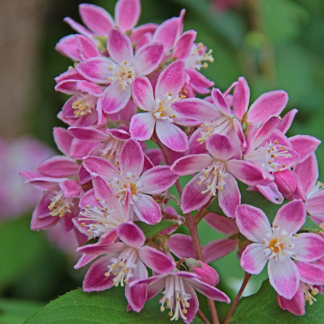 hybriddeutzia-strawberry-fields-3-35l-1