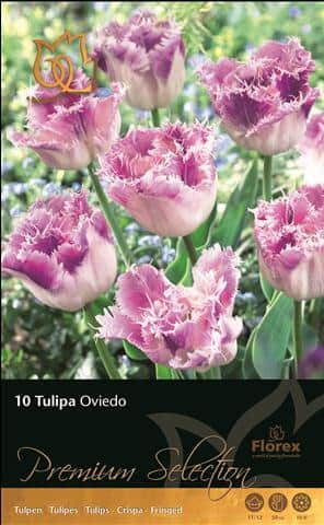 tulpan-oviedo-2