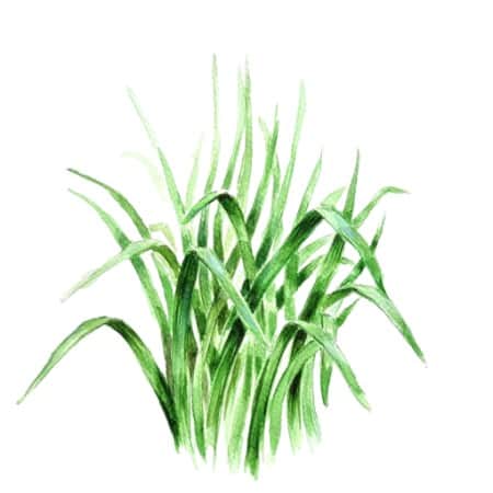 grslk-kinesisk-grslk-1