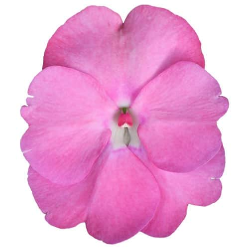 lyckliga-lotta-vigorous-pretty-pink-105cm-kru-1