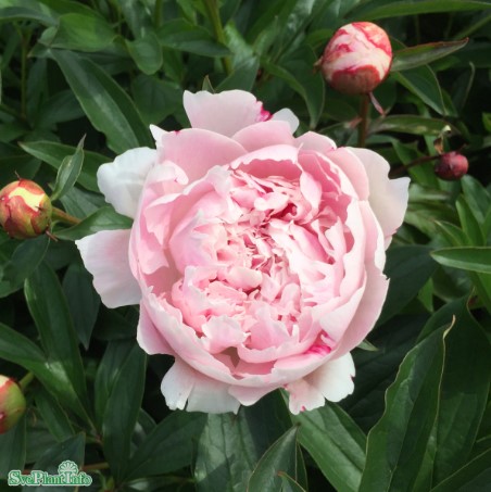 Tajribasiz jinsiy aloqa uy qurilishi video