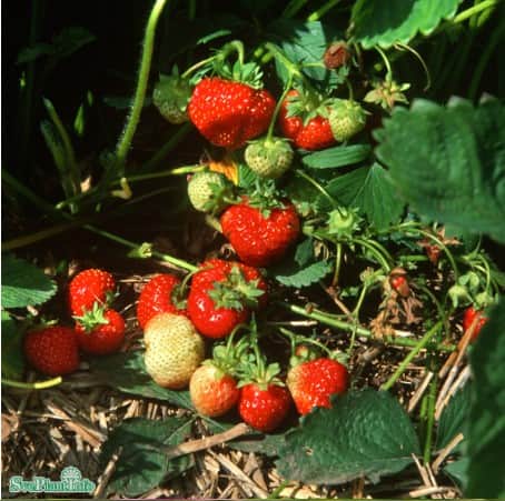 jordgubbe-honeoye-jumboplugg-1