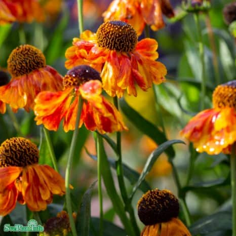 solbrud-sahins-early-flower-1st-barrotad-1