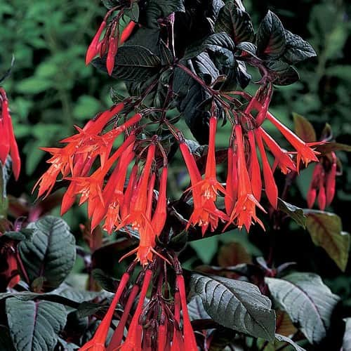 fuchsia-gartenmeister-bonstedt-105cm-kruka-1