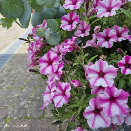 petunia-mini-vista-pink-star-105cm-kruka-1