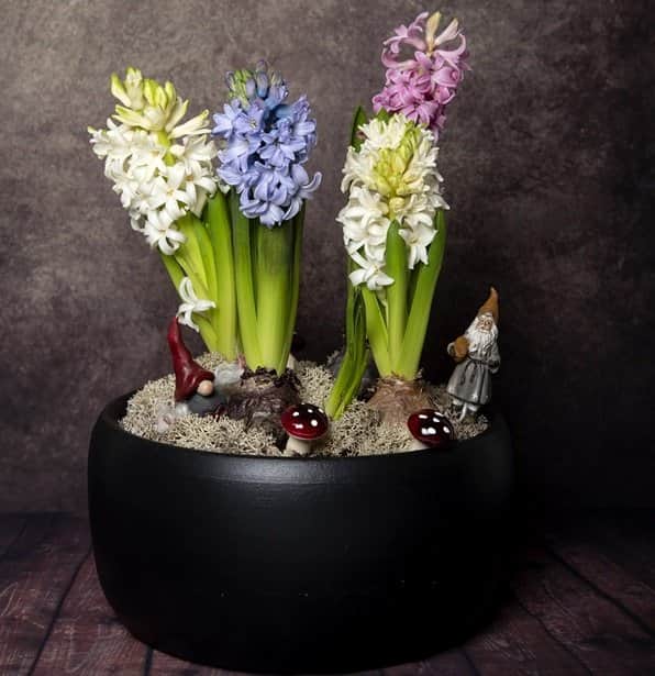 hyacint-jul--bl-75cm-kruka-2