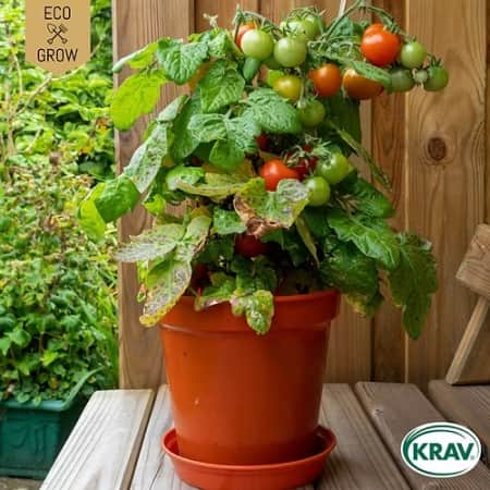 busktomat-bogus-fruchta-krav-mrkt-1