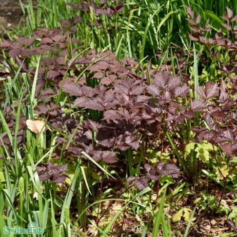 astilbe-chocolate-shogun-9cm-kruka-1