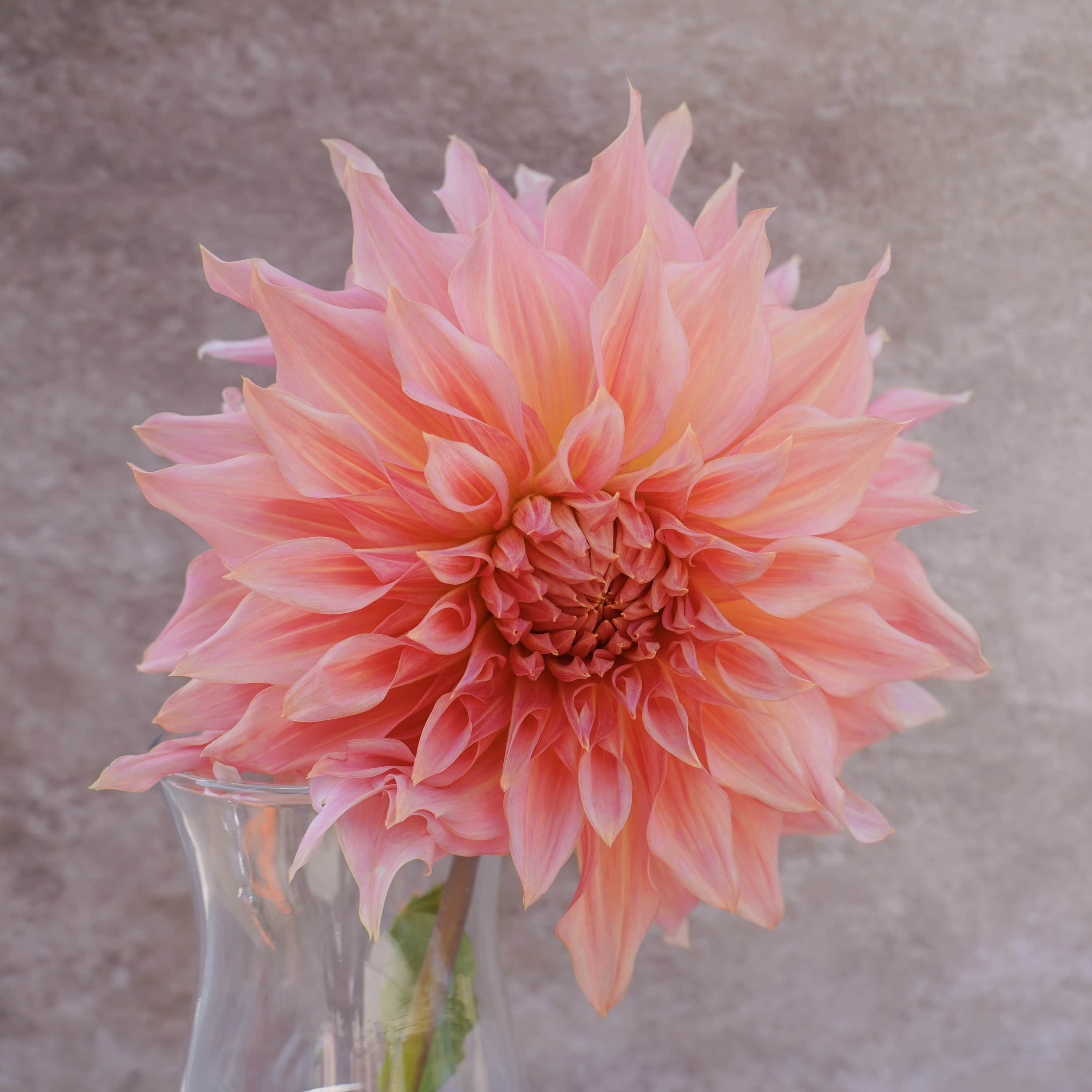 dekorativ-dahlia-penhill-watermelon-1st-2