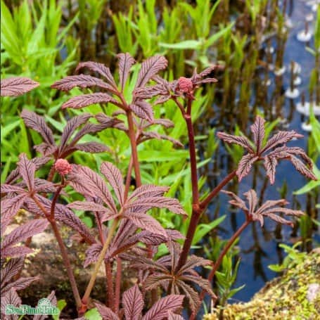 fingerrodgersia-bronze-peacock-1