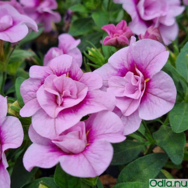 minipetunia-double-soft-pink-eye-12cm-kruka-1