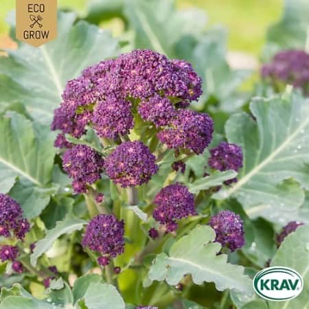 vinterbroccoli-purple-sprouting-krav-mrkt-1