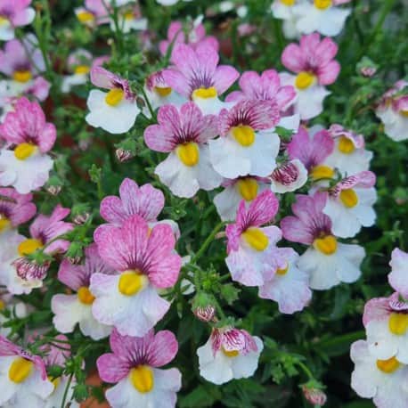 nemesia-plus-lychee---3-plantor-1