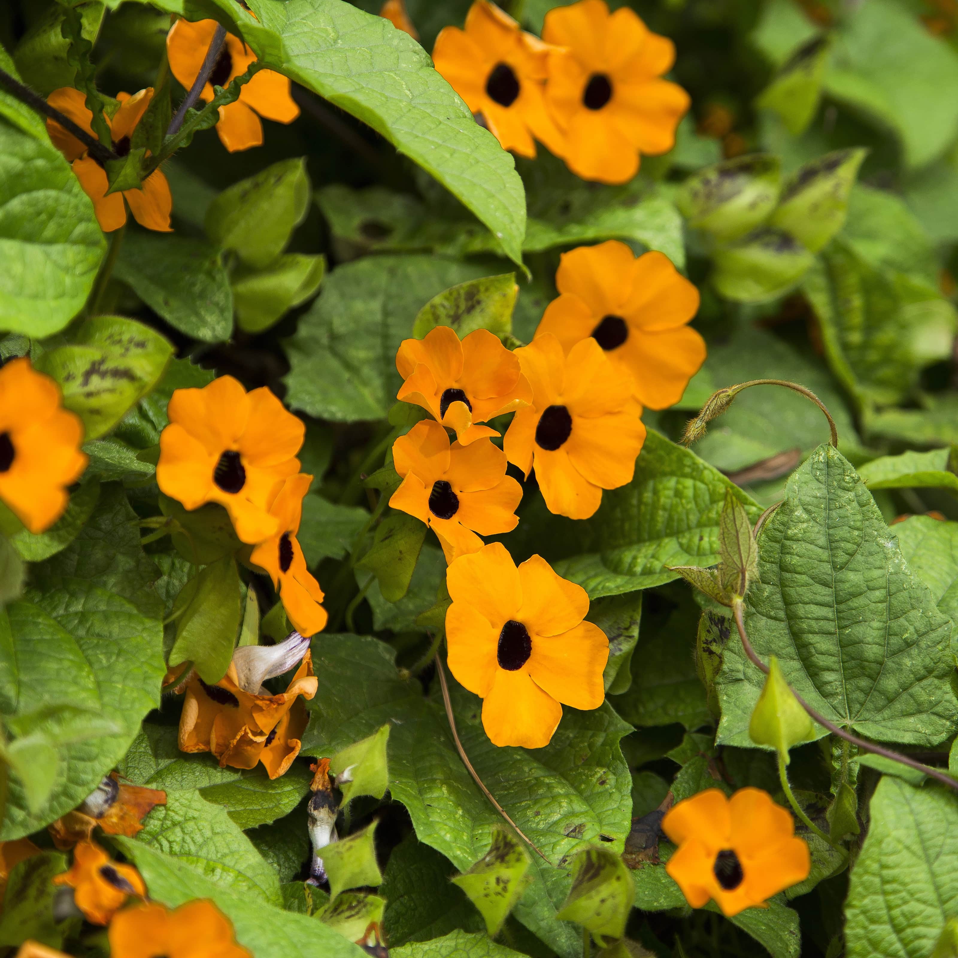 svartga-suneyes-orange-beauty-105cm-kruka-1