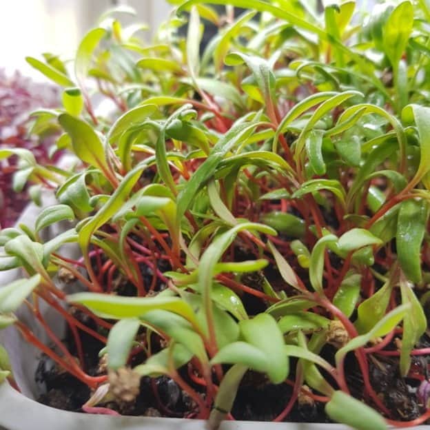 sproutly-eko-rdbetsfrn-60g-1