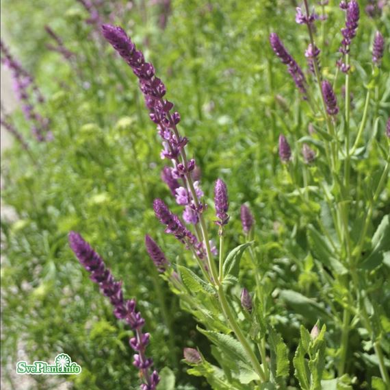 Stäppsalvia ’Rose Queen’ 9cm kruka