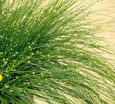 ampelsv-fiber-optic-grass-12cm-kruka-1