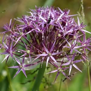 allium-stpplk-albopilosum-5st-1