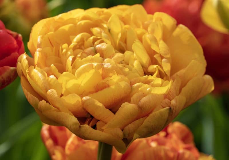 darwinhybridtulpan-double-beauty-of-apeldoorn-2