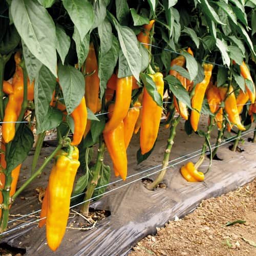paprika-silyen-f1-fr-1