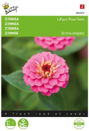 zinnia-lilliput-rose-gem-1