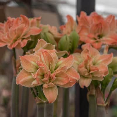 amaryllis-exotic-nymph-1st-1