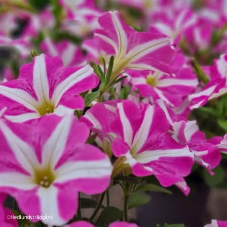 petunia-peppy-pink-105cm-kruka-1