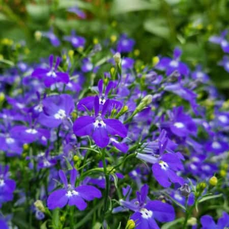lobelia-lobelix-dark-blue---3-plantor-1