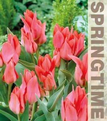 multi-flowering-tulpan-toronto-5st-2
