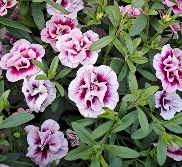 minipetunia-minifamous-double-pink-blush-105c-1