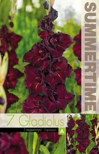 gladiolus-espresso-7st-1