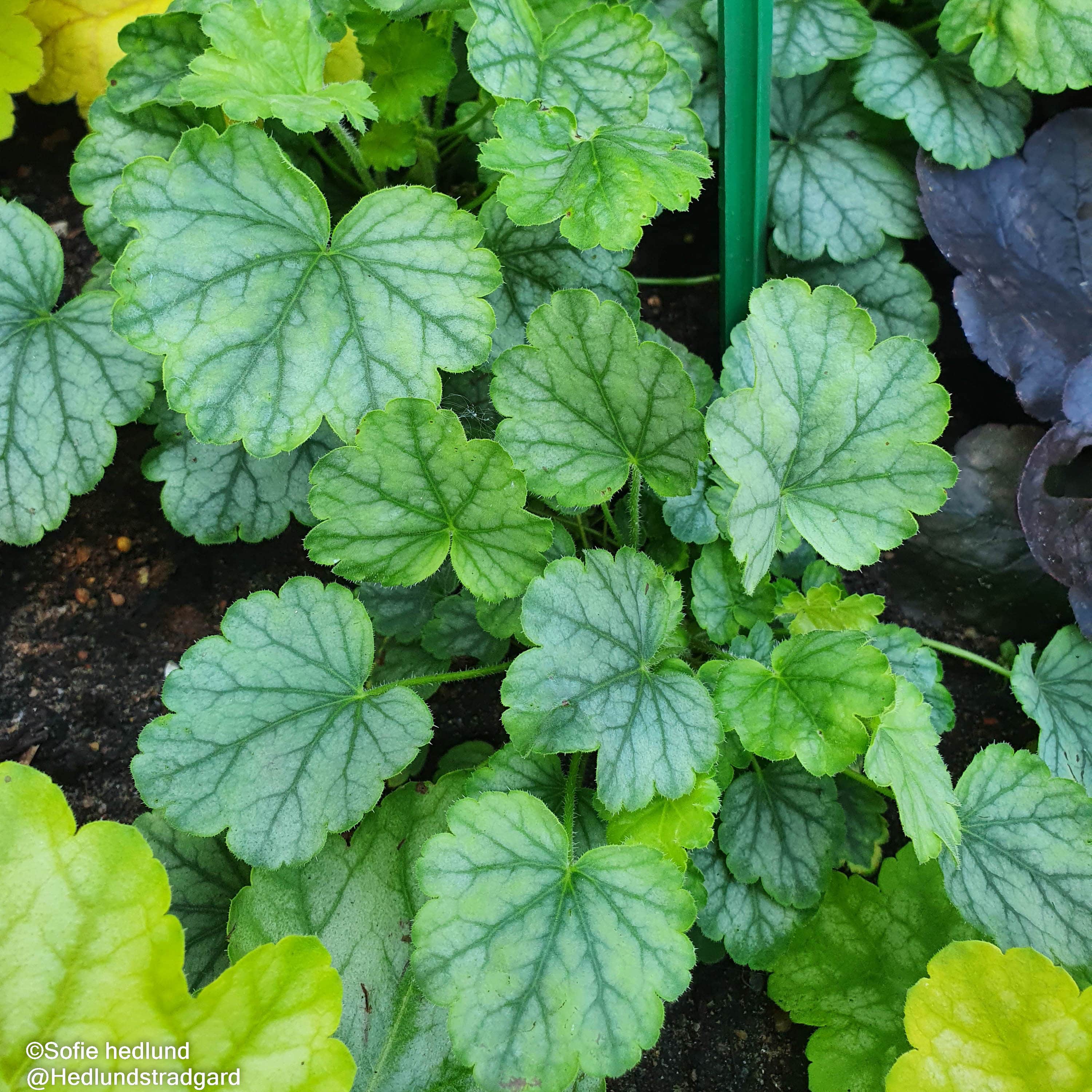alunrot-mint-marquess-12cm-kruka-1