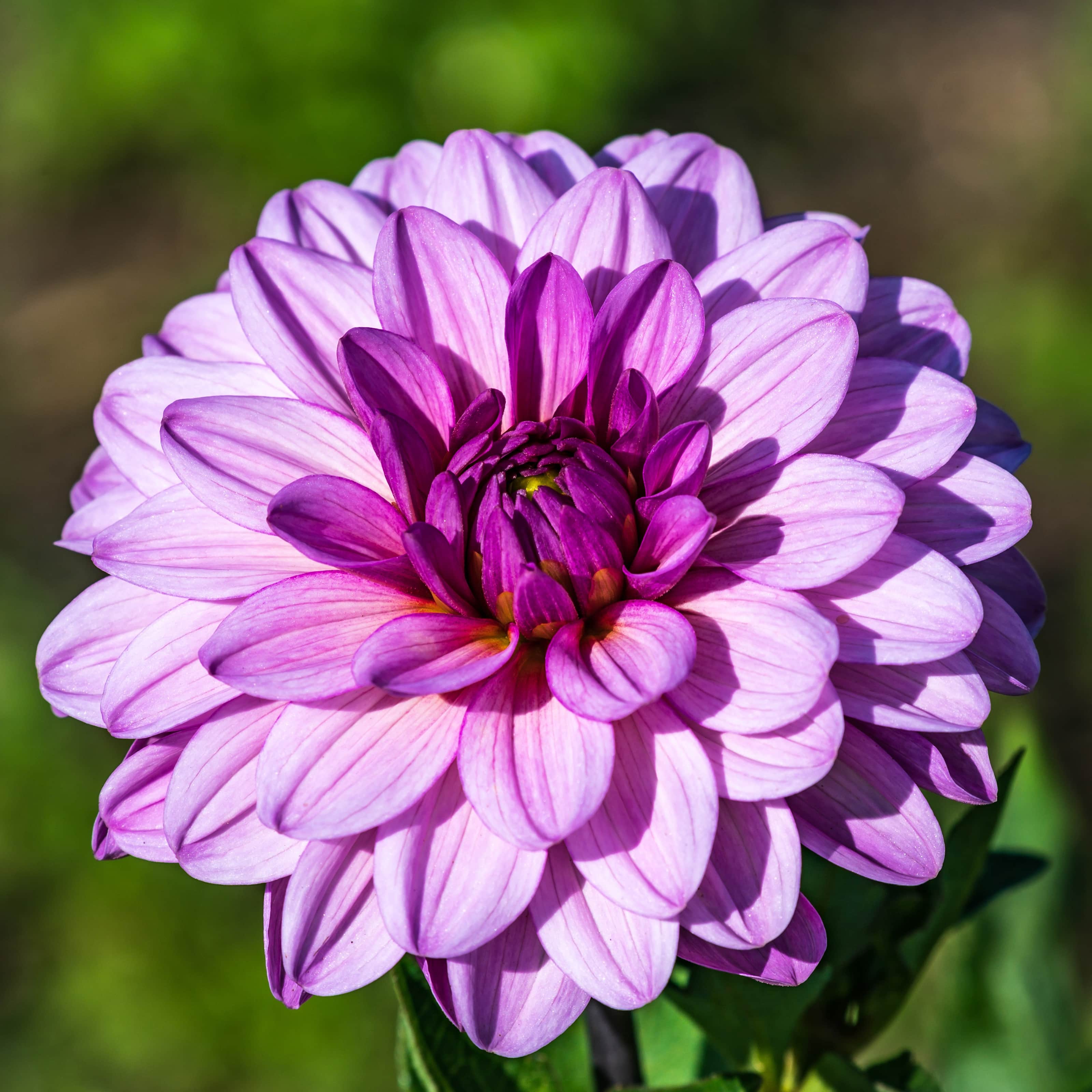 dekorativ-dahlia-seduction-1st-1