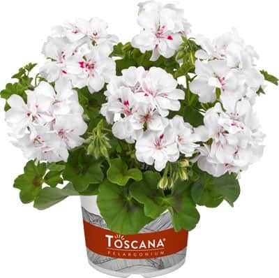 hngpelargon-big5-white-angel-3st-sticklingar-1