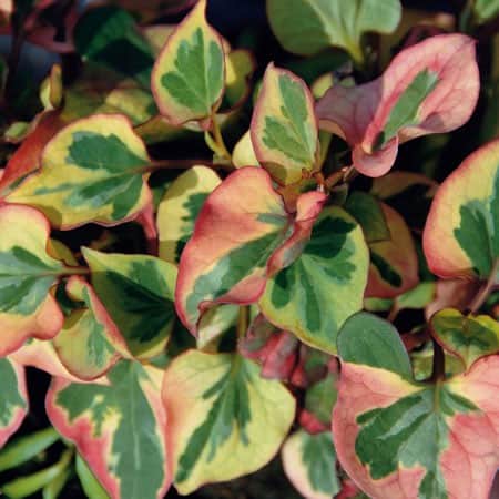 brokigt-dleblad-chameleon-12cm-kruka-2