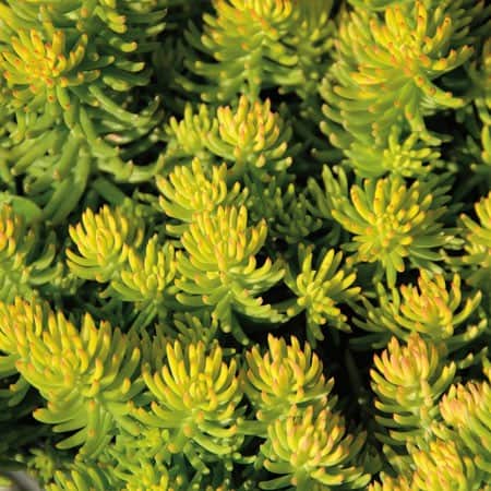sedum-yellow-cushion-12cm-kruka-1