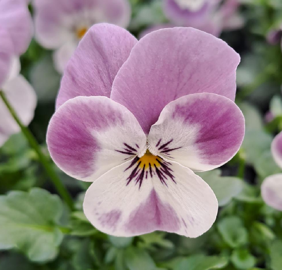 pens-admire-pink-suprice-105cm-kruka-1