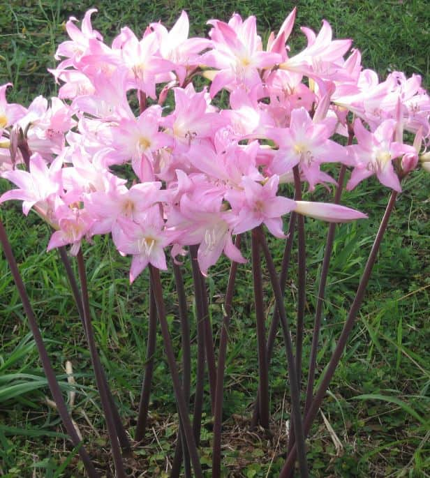 amaryllis-belladonna-pink-1st-2