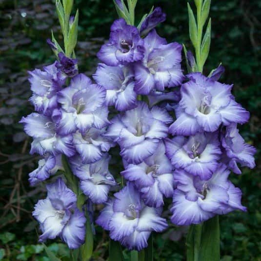 gladiolus-triton-7st-1