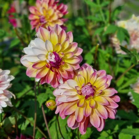 dekorativ-dahlia-caribbean-fantasy-1st-1