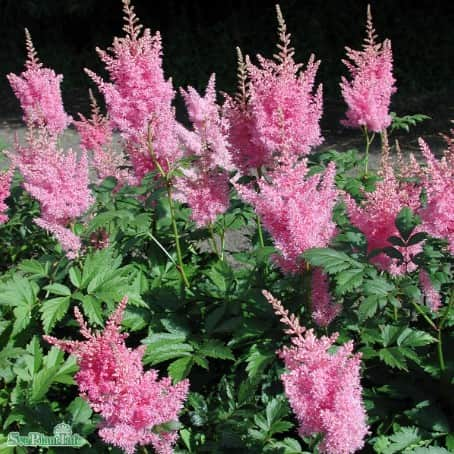 astilbe-bressingham-beauty-1st-barrotad-1